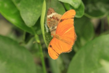Çiçekteki güzel kelebek
