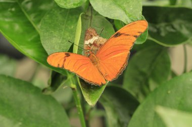 Çiçekteki güzel kelebek