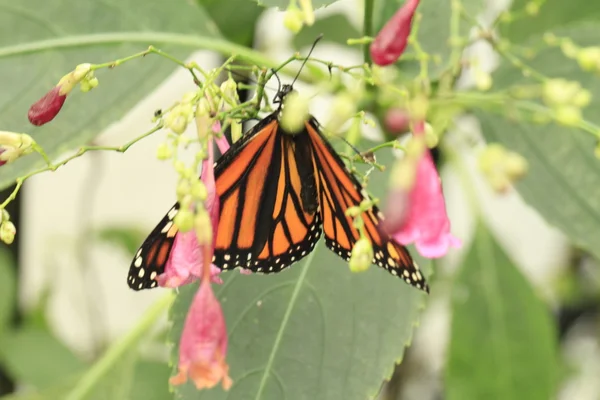 Hermosa mariposa en una flor —  Fotos de Stock