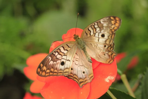 Çiçekteki güzel kelebek — Stok fotoğraf
