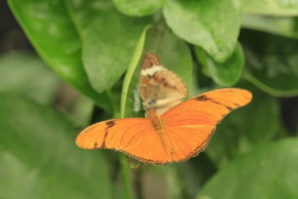 Hermosa mariposa en una flor — Foto de Stock