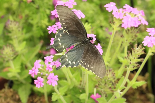 Красивая бабочка на цветке — стоковое фото