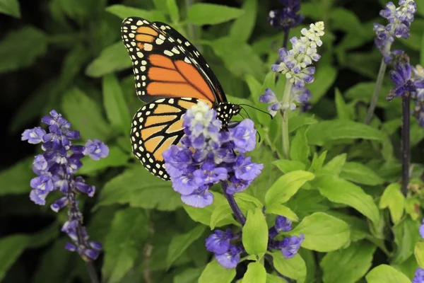 Monarchvlinder — Stockfoto