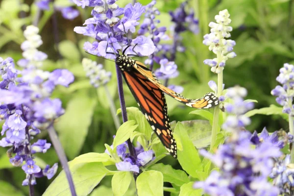 Monarchvlinder — Stockfoto