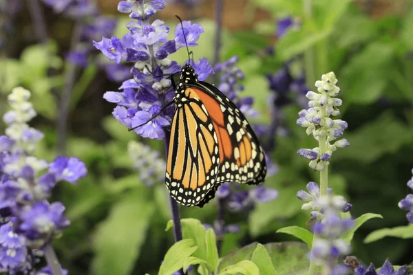 Monarch butterfly — Stock Photo, Image