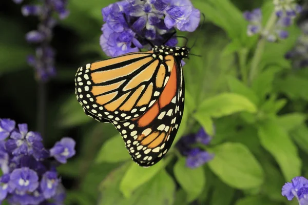 Monarch butterfly — Stock Photo, Image