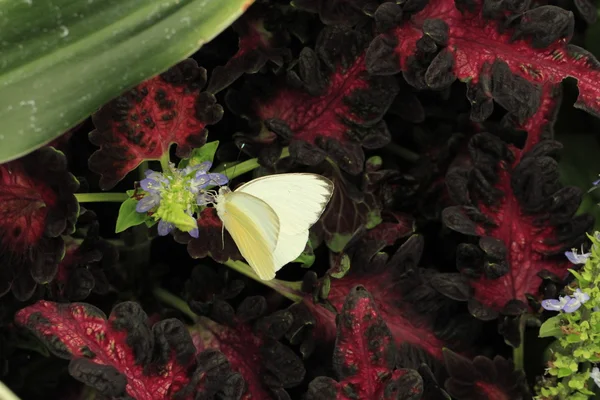 Hermosa mariposa en una flor —  Fotos de Stock