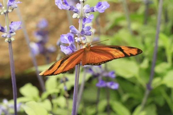 Monarch butterfly — Stock Photo, Image