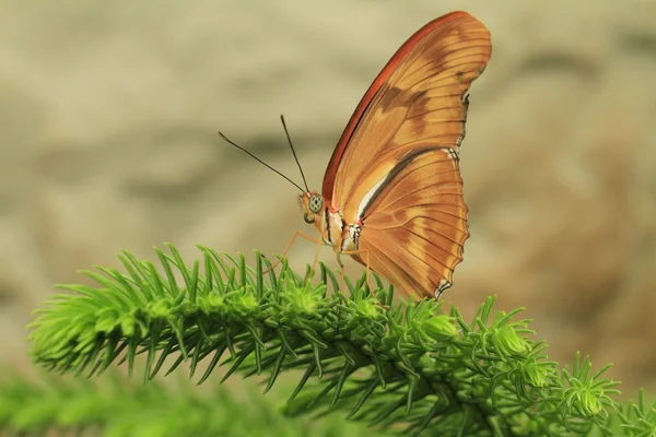 Beau papillon sur une fleur — Photo