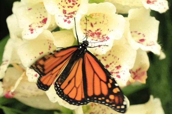 Butterfly on foxglove — Stock Photo, Image