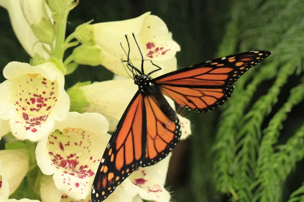 Schmetterling auf Fingerhut — Stockfoto