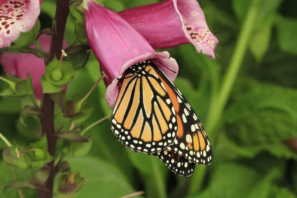 Butterfly on foxglove — Stock Photo, Image