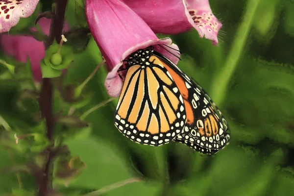 Butterfly on foxglove — Stock Photo, Image
