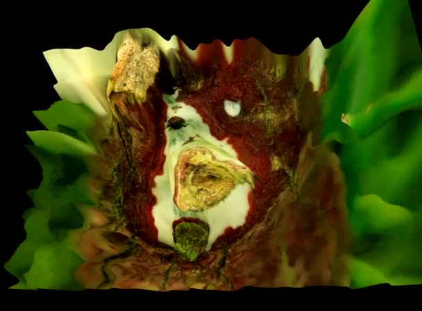 3D-s virág-szimulációk — Stock videók