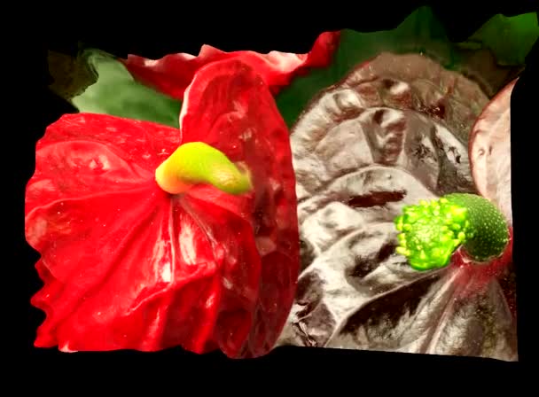 3d simulações de flores — Vídeo de Stock