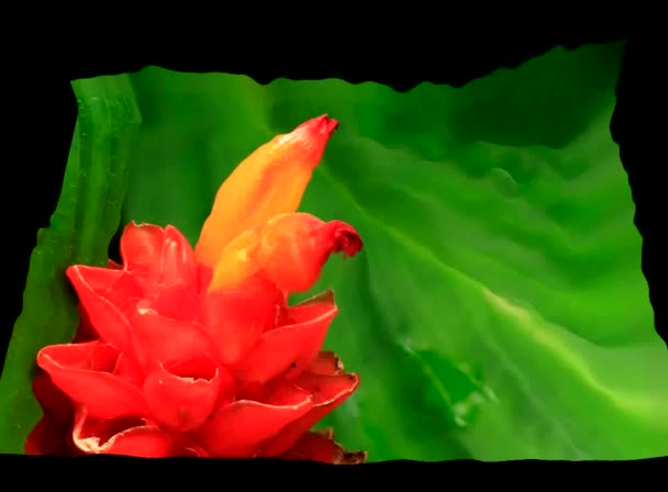 3D simulace květina — Stock video