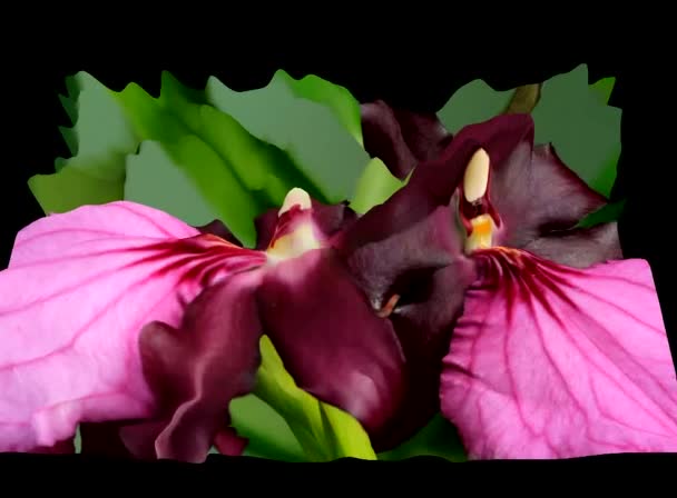 3d Flower simulations — Stock Video