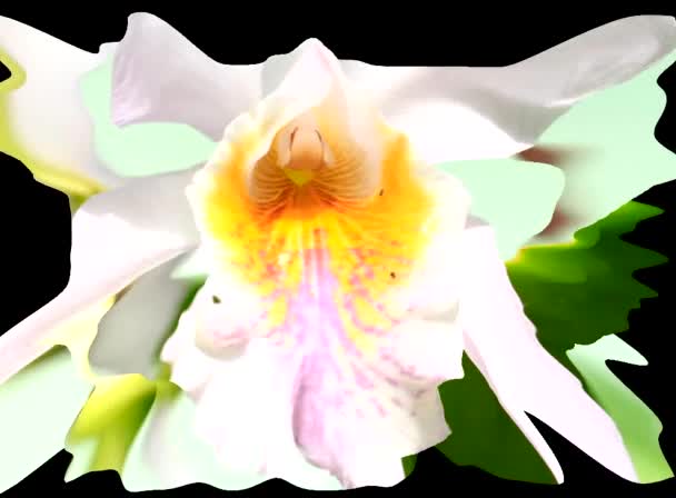 Simulazioni di fiori 3d — Video Stock