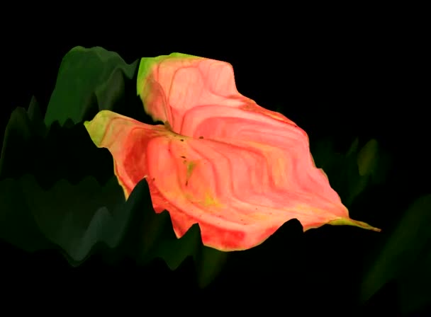 3d Flower simulations — Stock Video