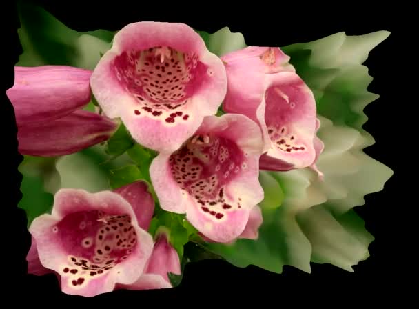 3D моделювання квітка — стокове відео