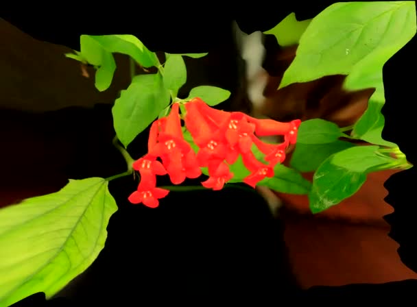 Simulazioni di fiori 3d — Video Stock