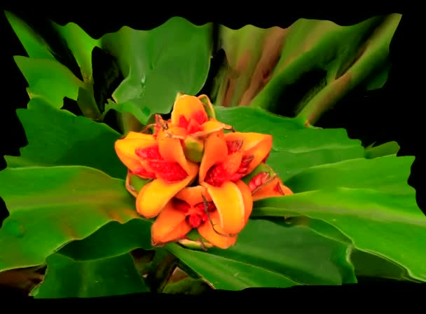 Simulaciones de flores 3d — Vídeo de stock