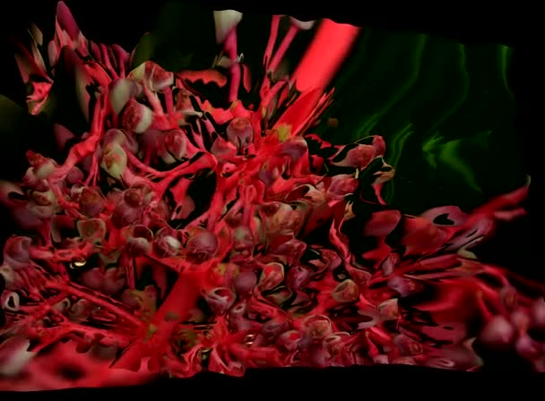 3D-bloem simulaties — Stockvideo
