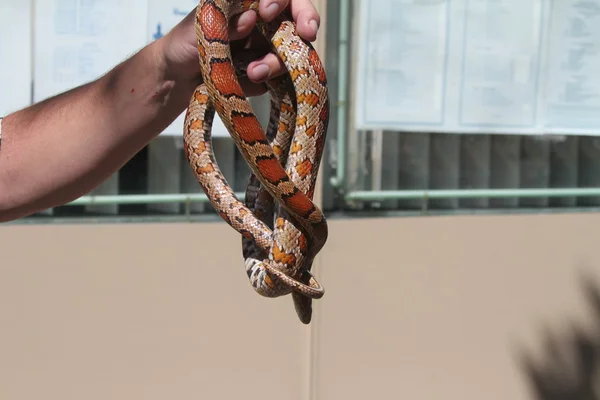 Serpiente mascota — Foto de Stock