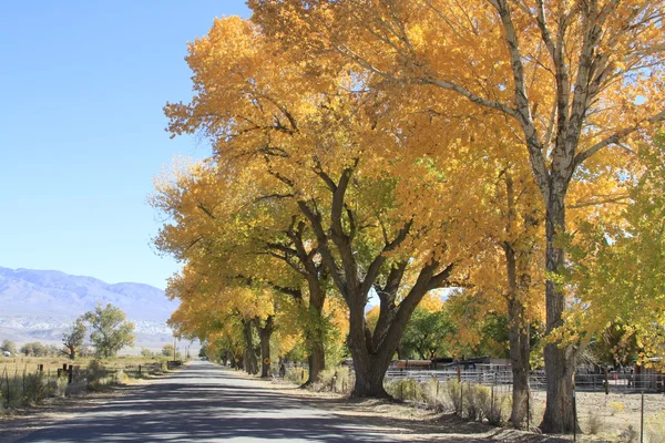 Autumn road. Death Valley — Stock Photo, Image