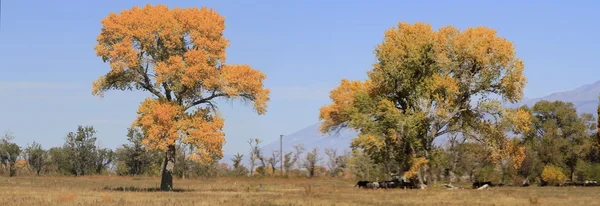 在死亡谷的树 — 图库照片