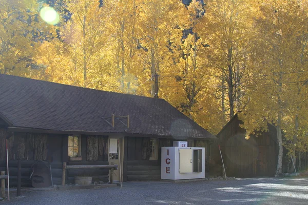 Hus i skogen — Stockfoto