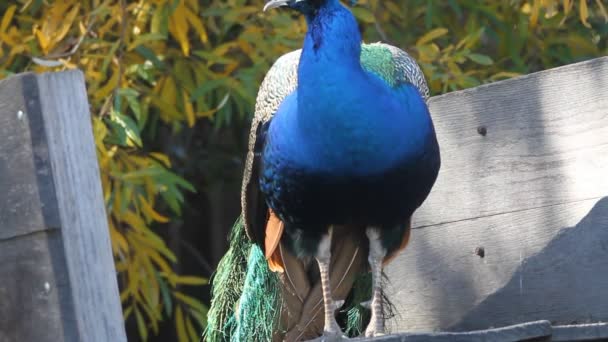 Peacock — Stock Video