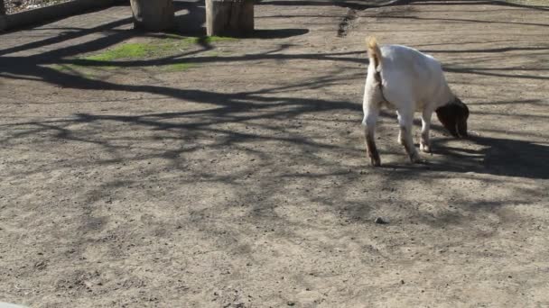 Animais de exploração — Vídeo de Stock