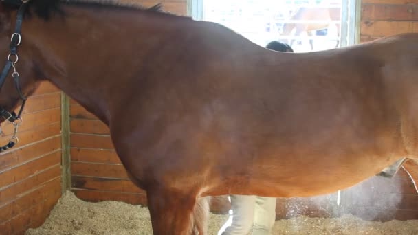 Menina grooming cavalo para equitação — Vídeo de Stock