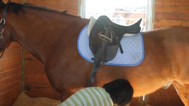 Menina grooming cavalo para equitação — Vídeo de Stock