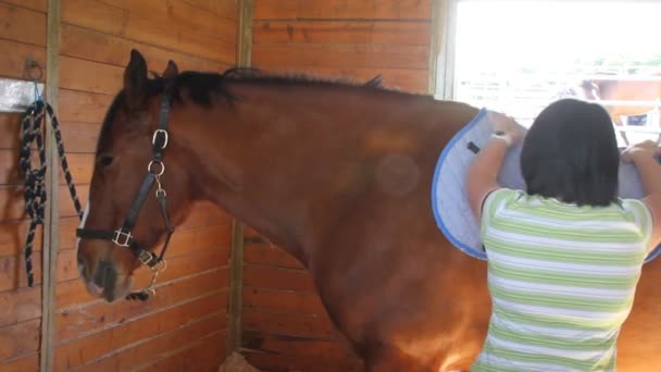 Dziewczyna oporządzanie konia konia do jazdy konnej — Wideo stockowe