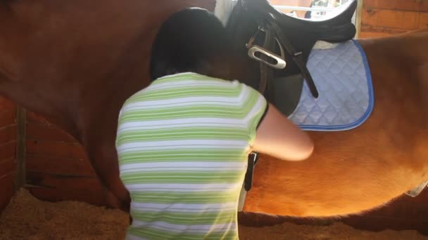 Fille toilettage cheval pour l'équitation — Video