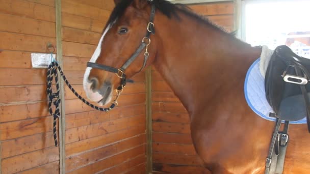 Lány ápolás ló, a lovaglás — Stock videók