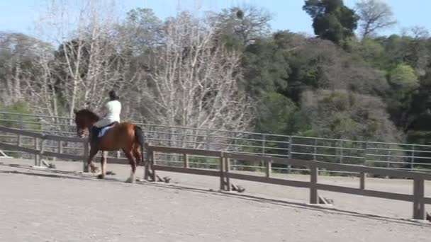 Fille équitation cheval — Video