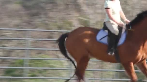女の子の乗馬馬 — ストック動画