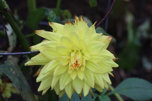 Photo Flowers Botanical Gardens Mendocino California — Stock Photo, Image