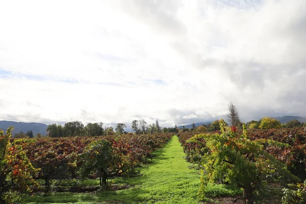 Foto Vinhedos Napa Califórnia — Fotografia de Stock