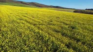 Yabani çiçek tarlalarının üzerinde uçuyor