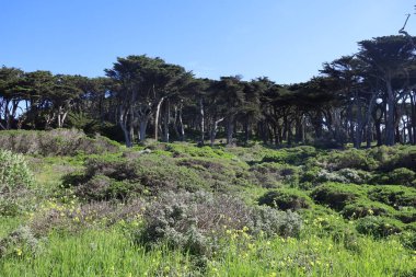Fotoğraflar San Francisco California 'da gözcülük yapıyor.
