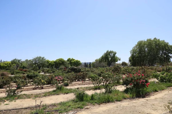 San Jose belediye gül gardem