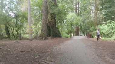 Bisikletli Henry Cowell Park California