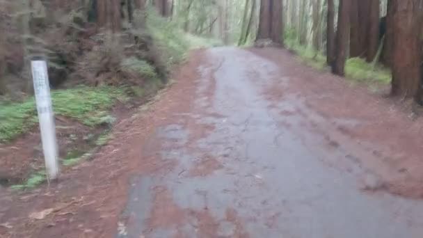 Ciclismo Henry Cowell Park California — Video Stock