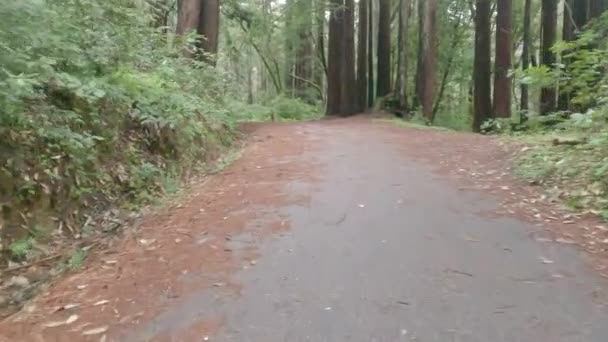 Ciclismo Henry Cowell Park California — Video Stock