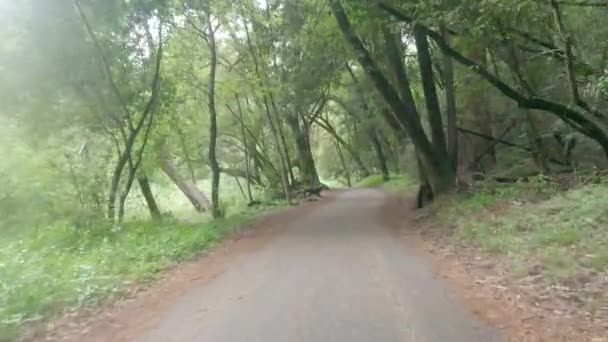 Cykling Henry Cowell Park Kalifornien — Stockvideo