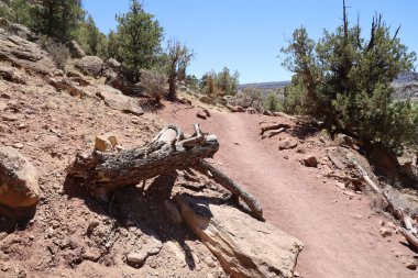 Taşlaşmış orman parkının fotoğrafı Utah